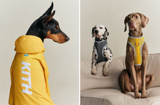 KITH 와그웨어 펫 컬렉션 출시 | 강아지 하네스부터 부츠까지 반려견 제품 추천 | 펫 신발 브랜드 추천